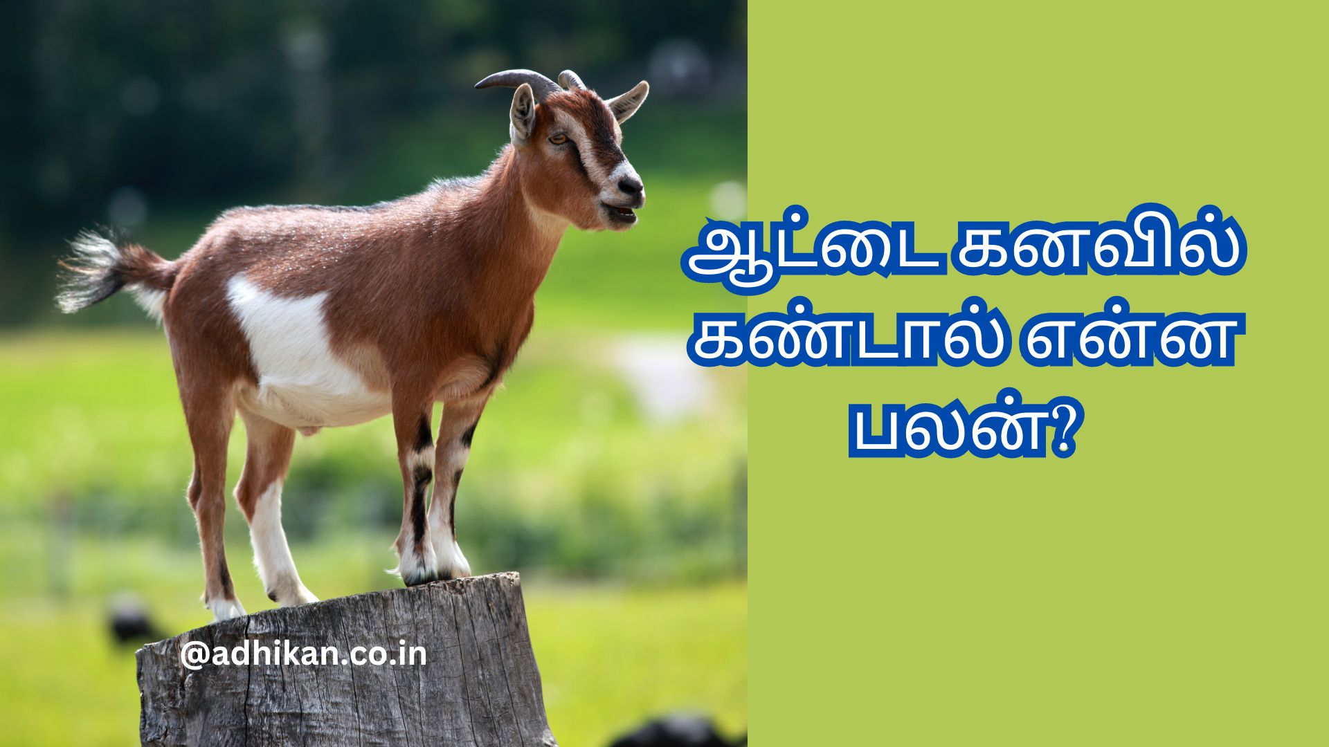 ஆட்டை கனவில் கண்டால் என்ன பலன்?| Aadu kanavil vanthaal | kanavu palan