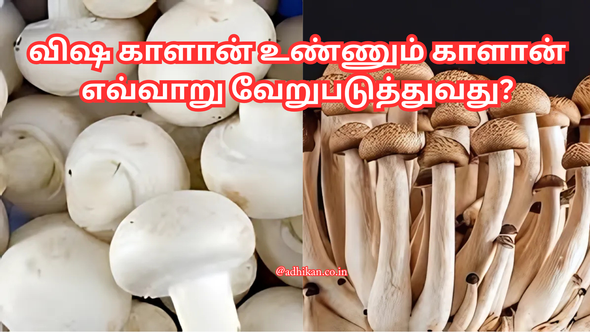 விஷ காளான் உண்ணும் காளான் எவ்வாறு வேறுபடுத்துவது?|How to distinguish edible mushroom from poisonous mushroom?